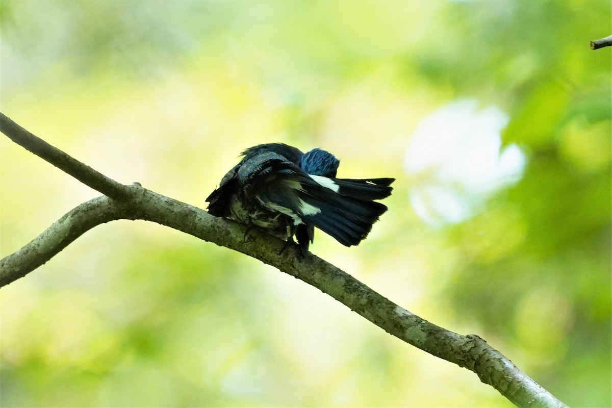 Blue-and-white Flycatcher - ML579114081