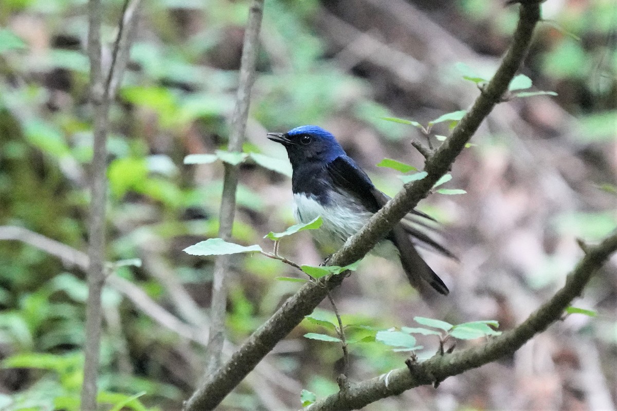 Blue-and-white Flycatcher - ML579114091