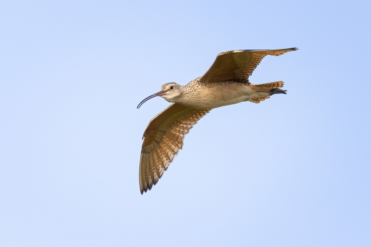 Long-billed Curlew - ML579115641