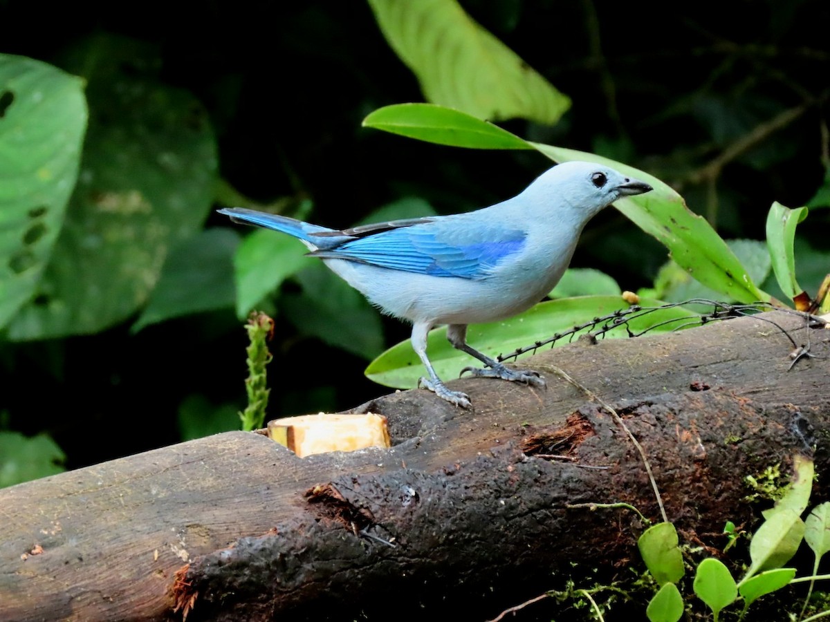 Blue-gray Tanager - ML579118341