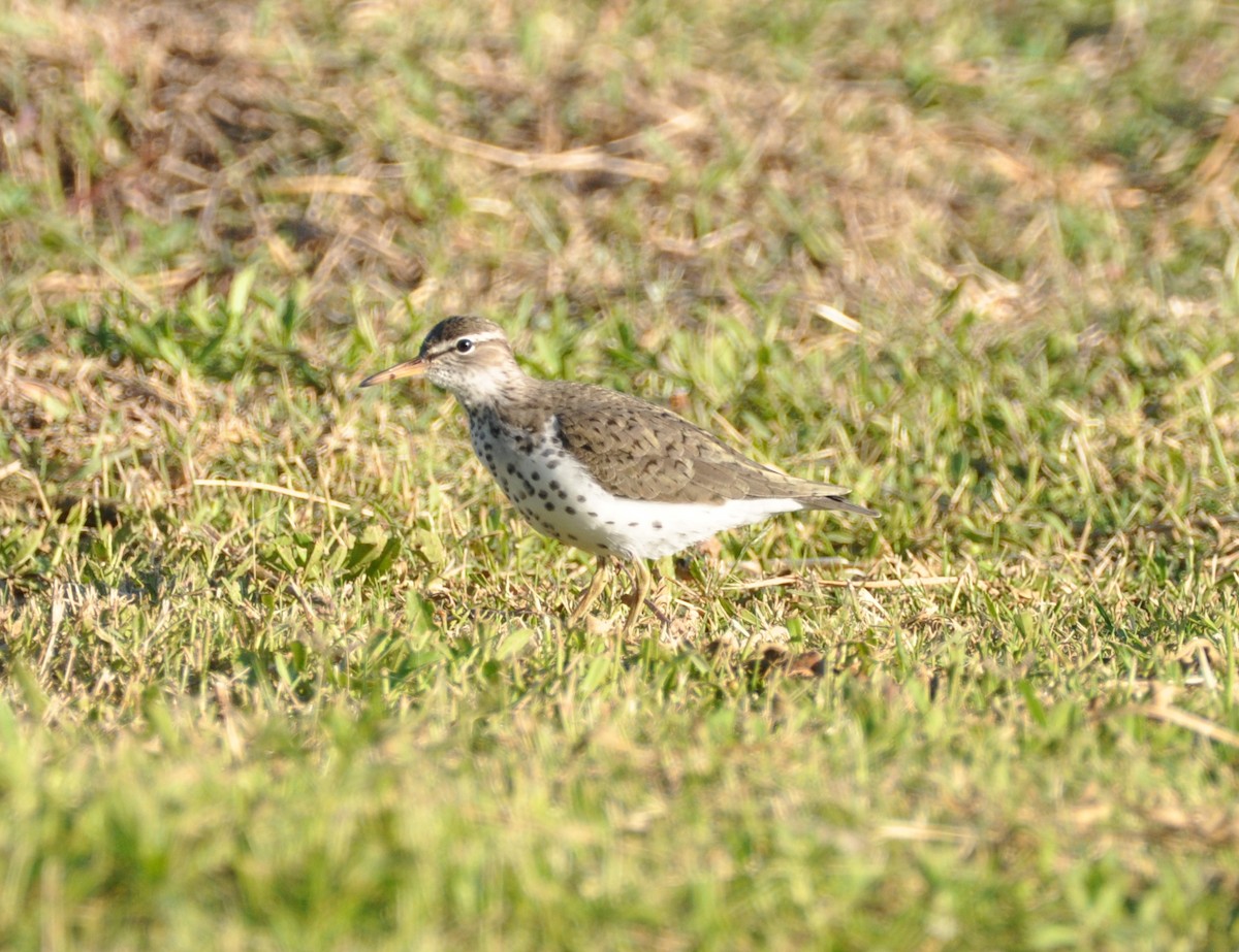 Spotted Sandpiper - David French