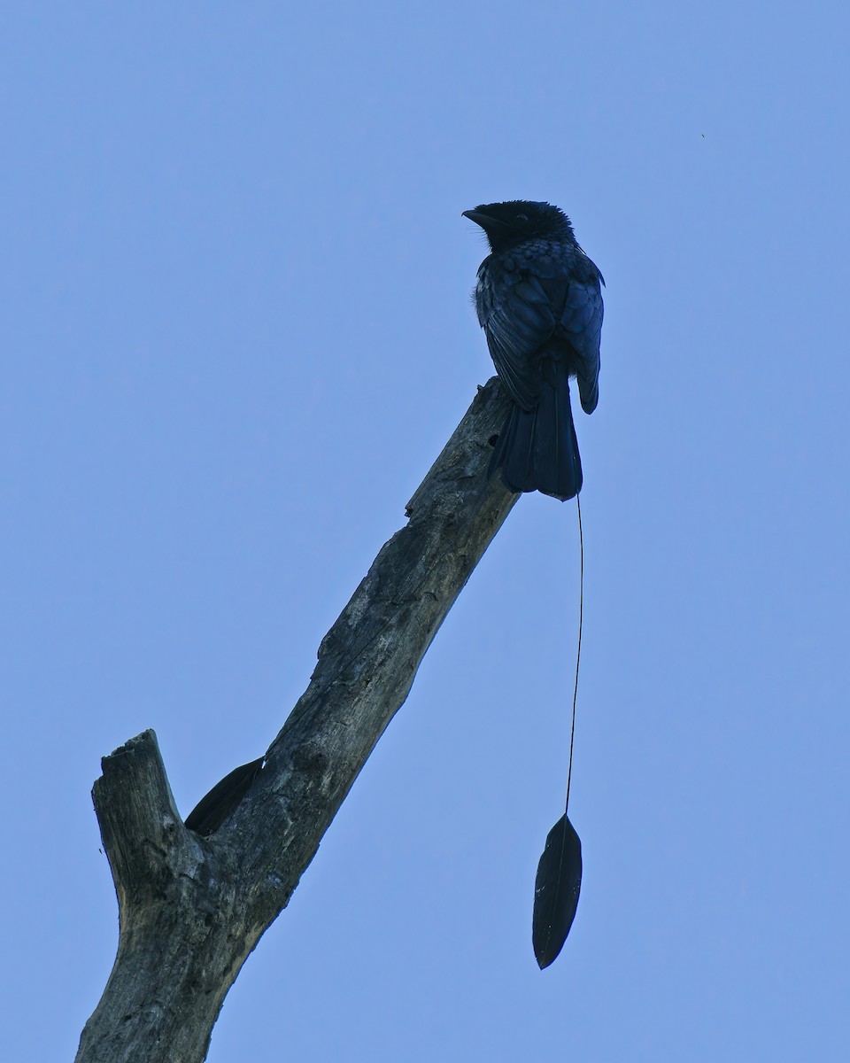 Lesser Racket-tailed Drongo - ML579123511