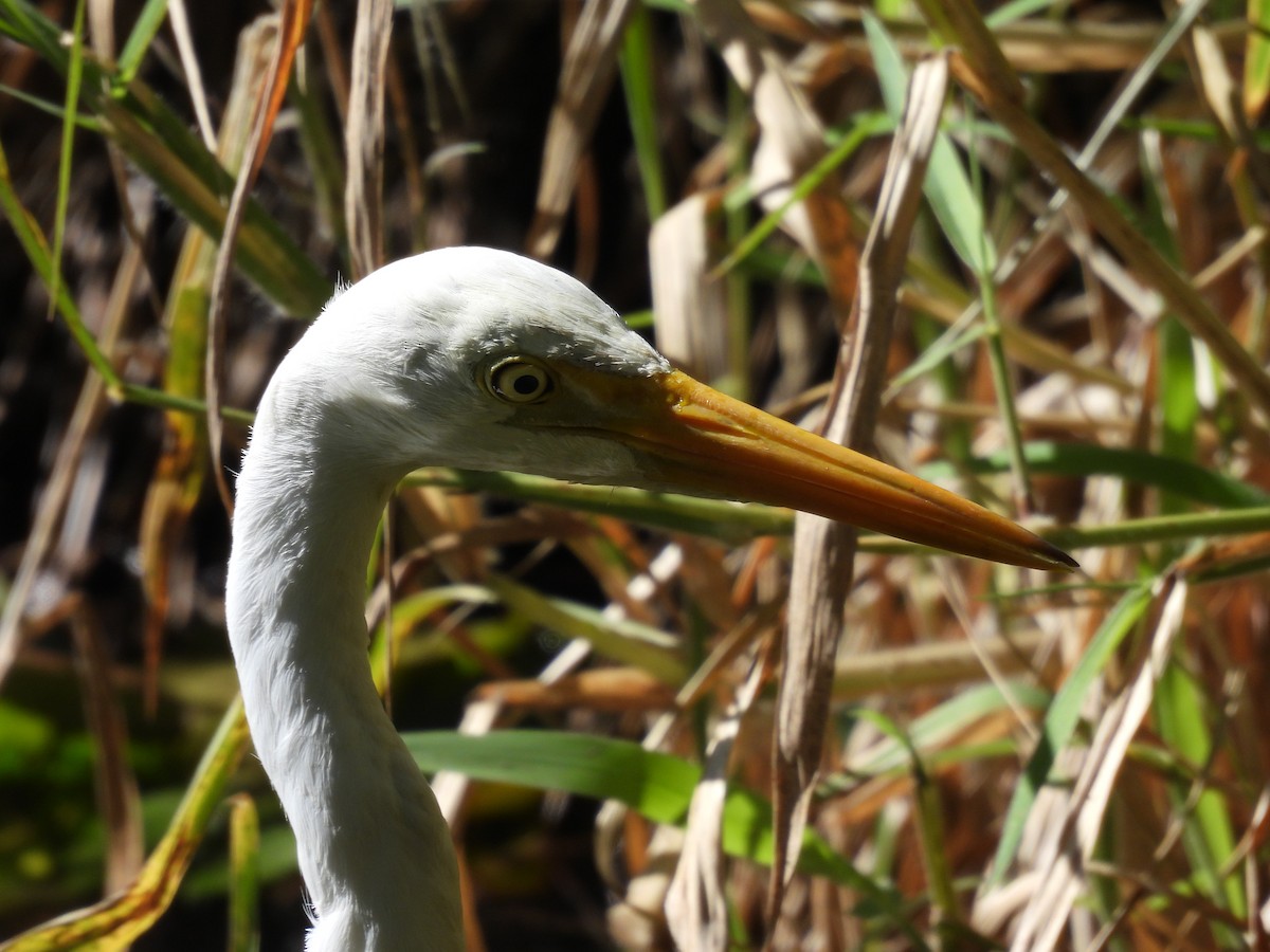 Intermediate Egret - ML579124631