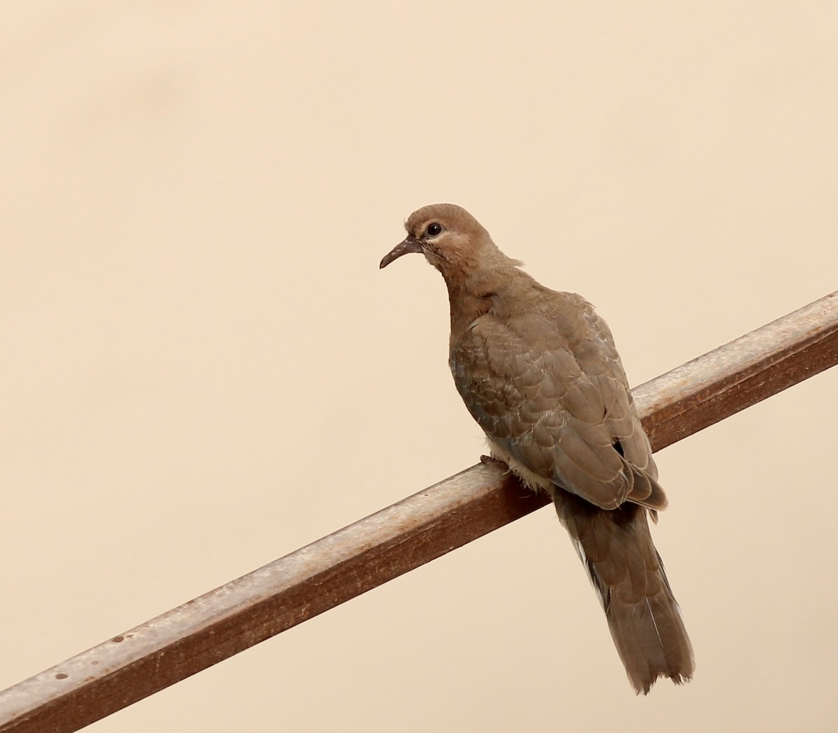 Laughing Dove - ML579124751