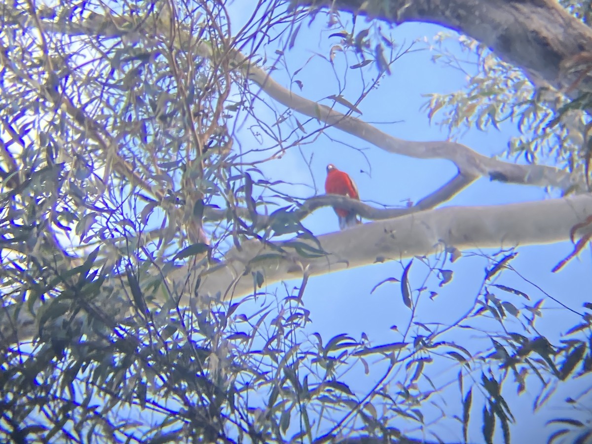 Crimson Rosella - ML579124851