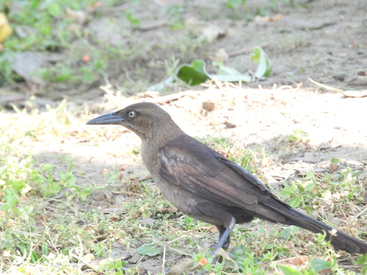 Great-tailed Grackle - ML579124941