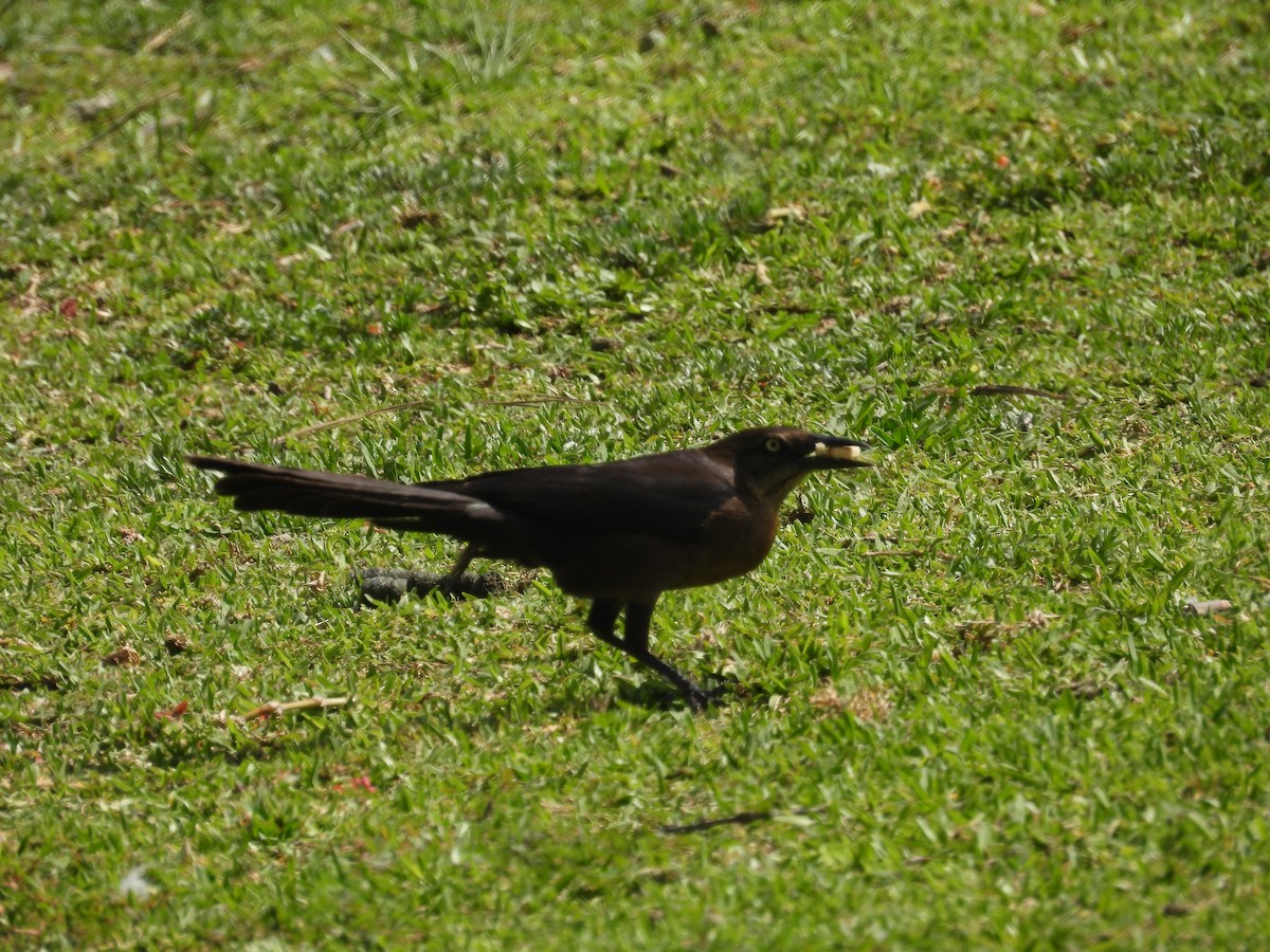 Great-tailed Grackle - ML579124951