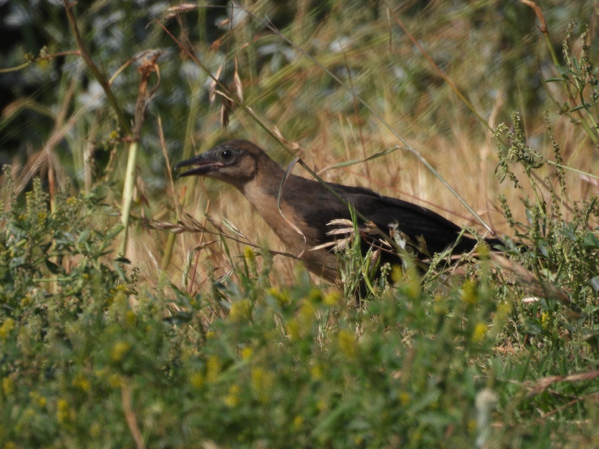 Great-tailed Grackle - ML579124971