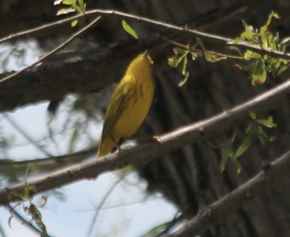 Yellow Warbler - ML57912571