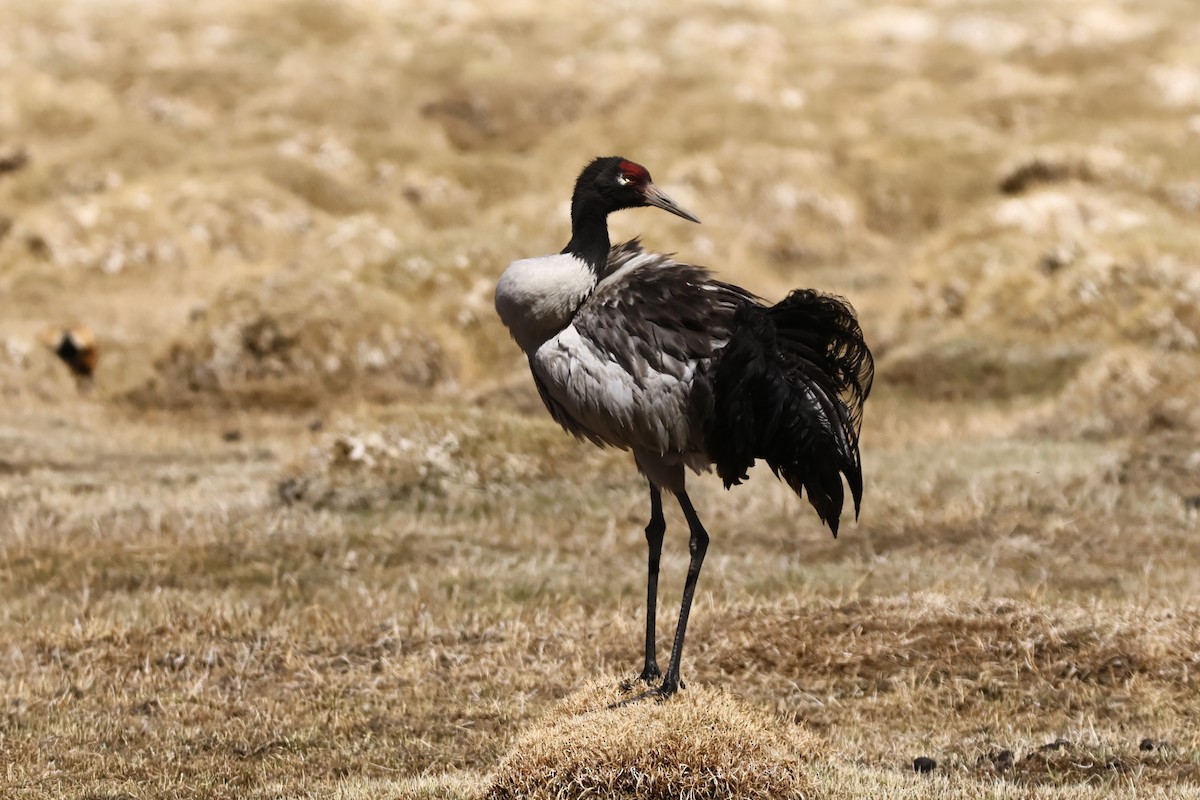 Black-necked Crane - Padma Gyalpo