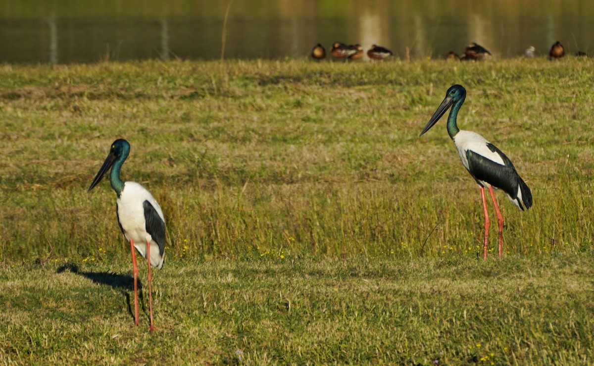 Black-necked Stork - ML579130821