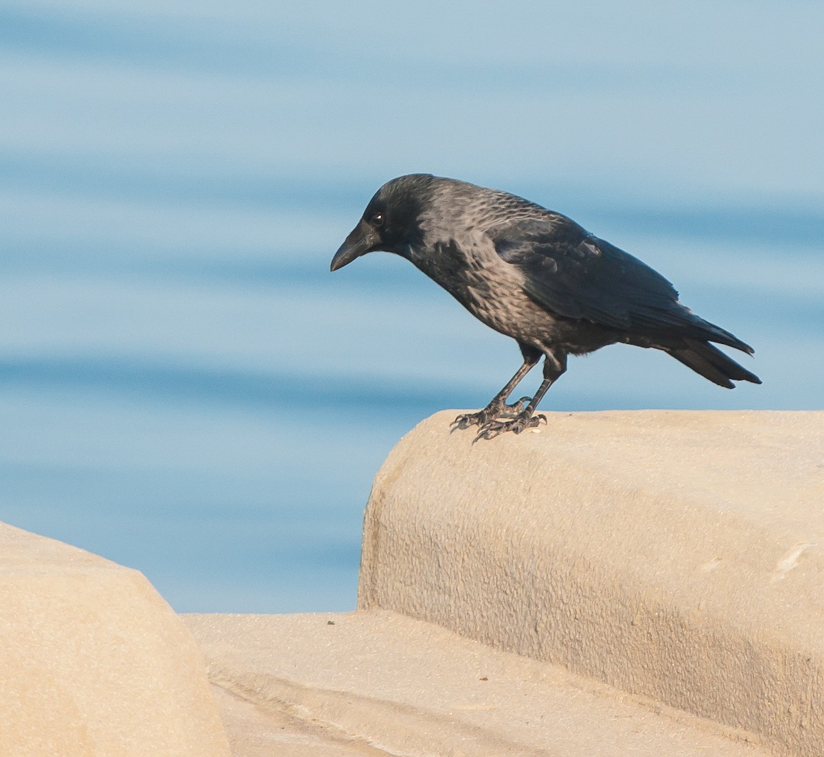 Carrion x Hooded Crow (hybrid) - ML579133141