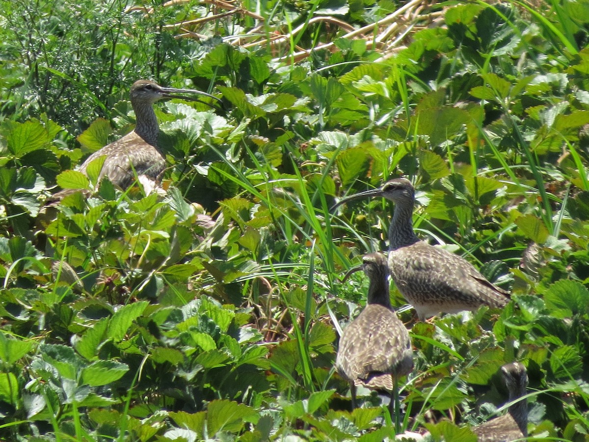 Whimbrel - JP Wings