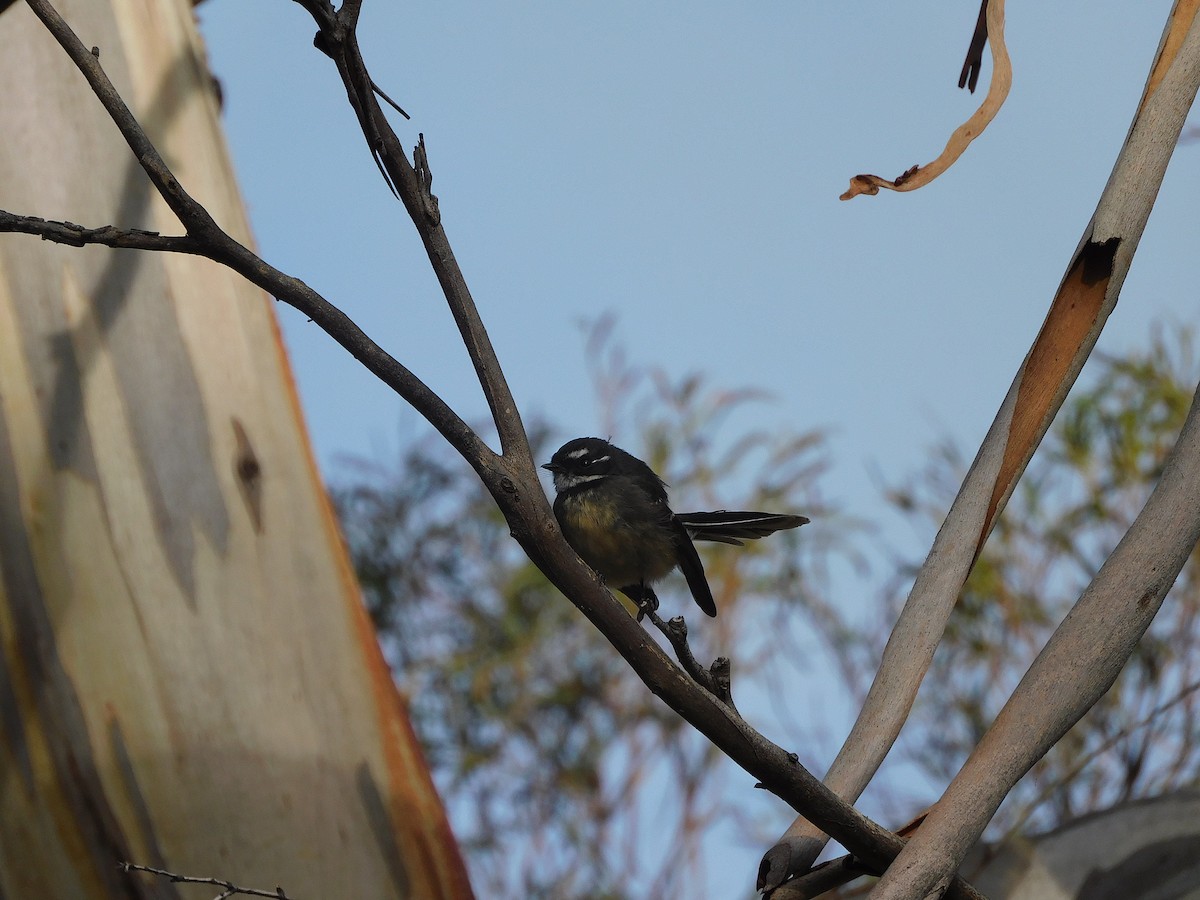 Gray Fantail - ML579135401