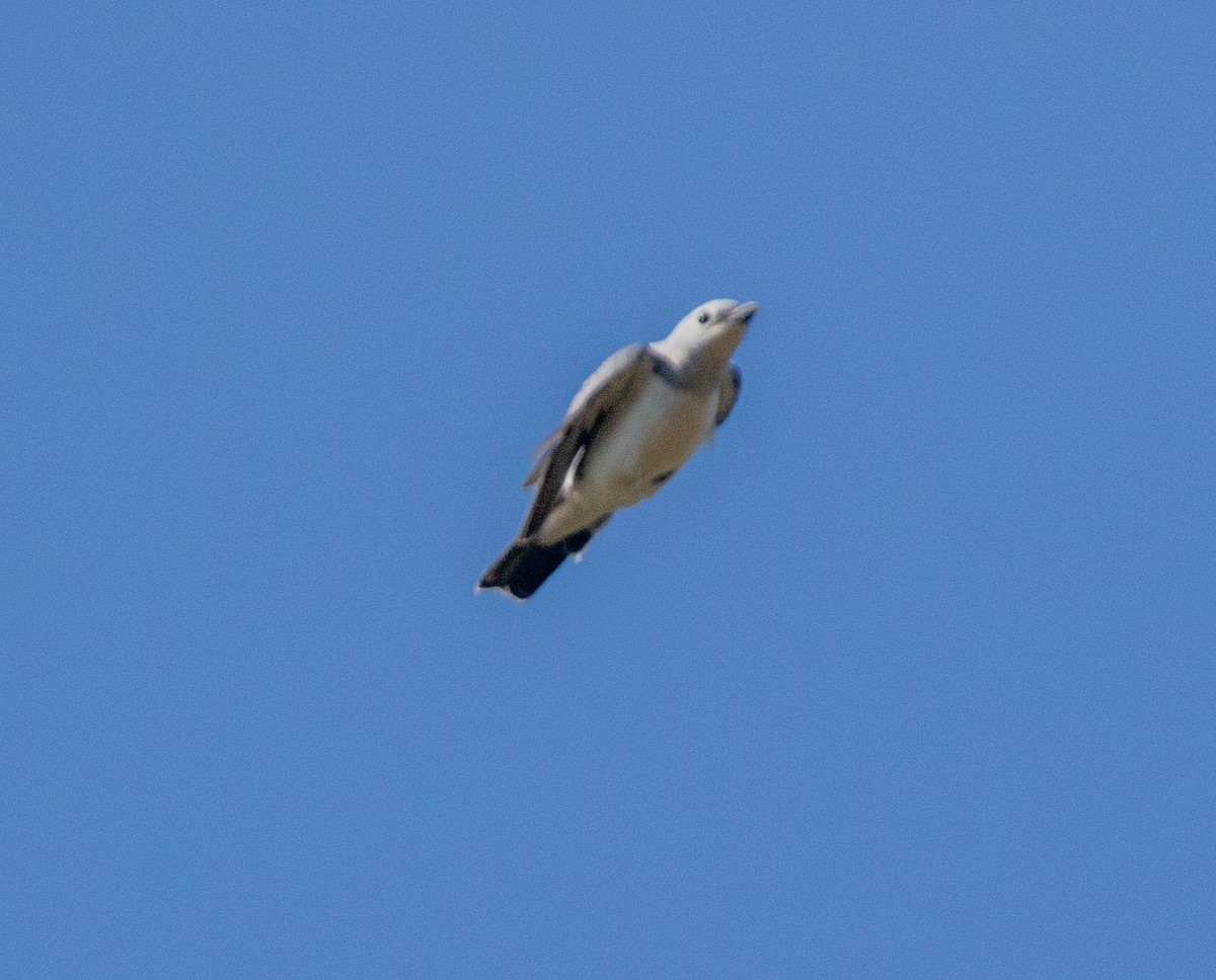 White-breasted Cuckooshrike - ML579136041
