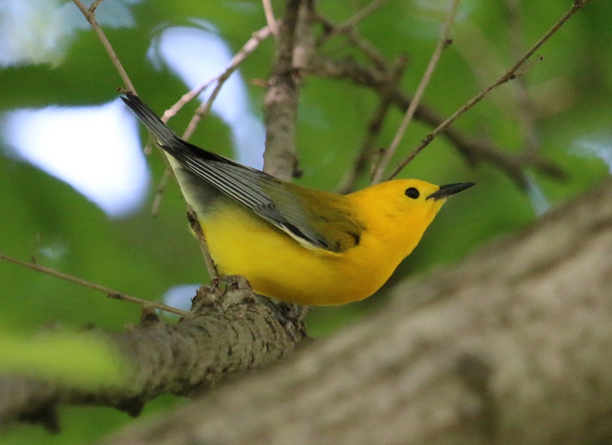 Prothonotary Warbler - Jacob C. Cooper