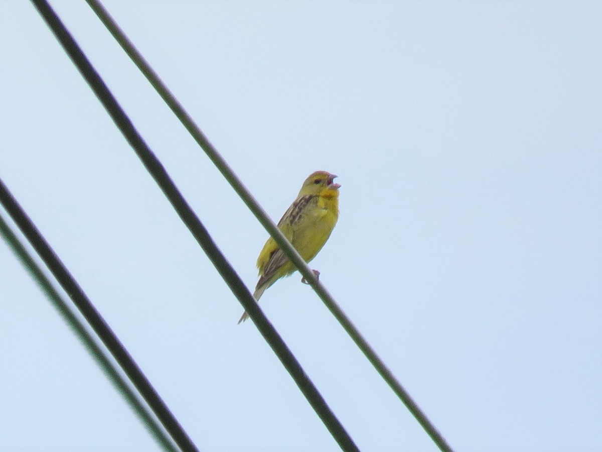Grassland Yellow-Finch (Grassland) - ML579143831