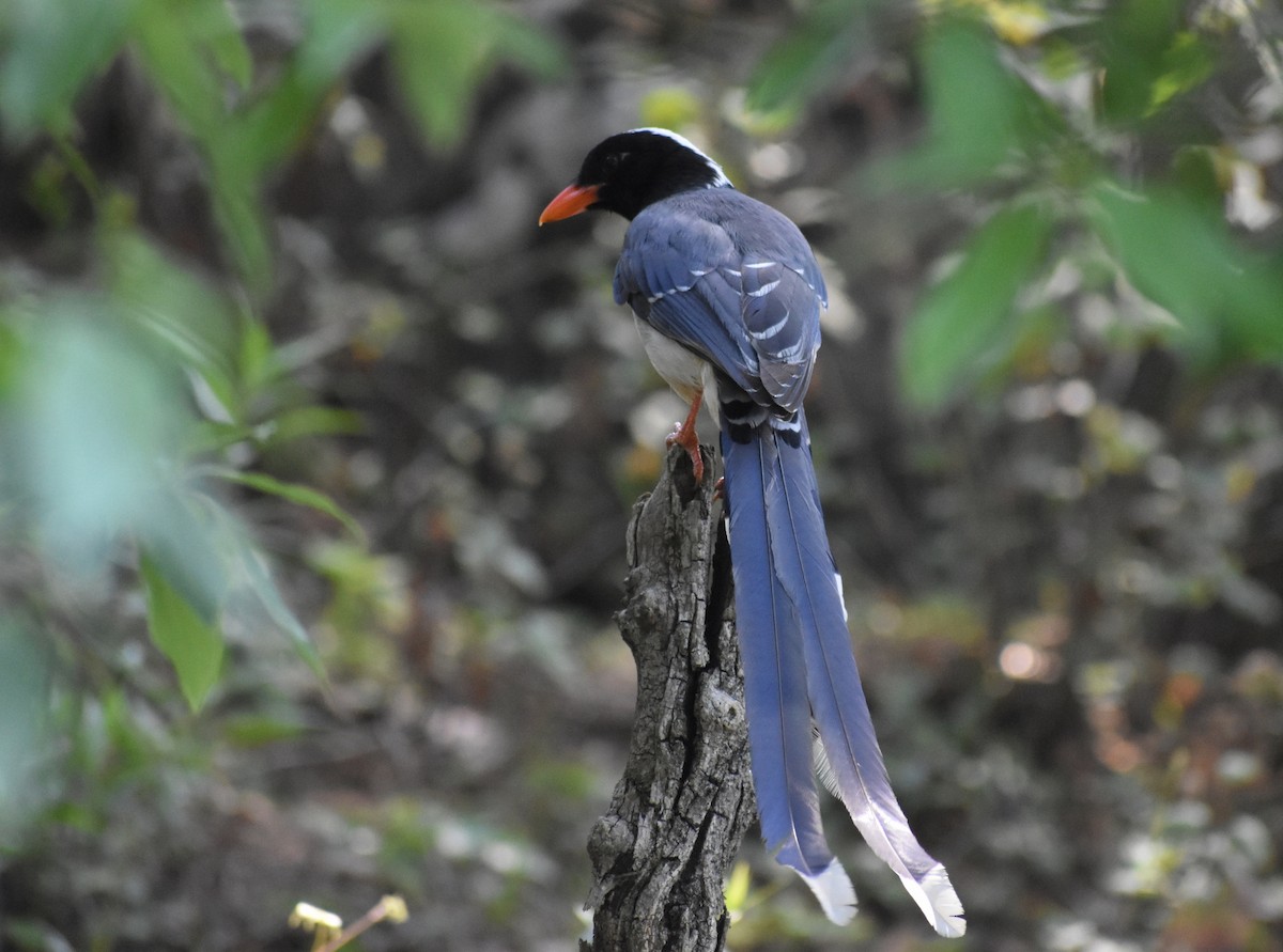 Red-billed Blue-Magpie - Anonymous