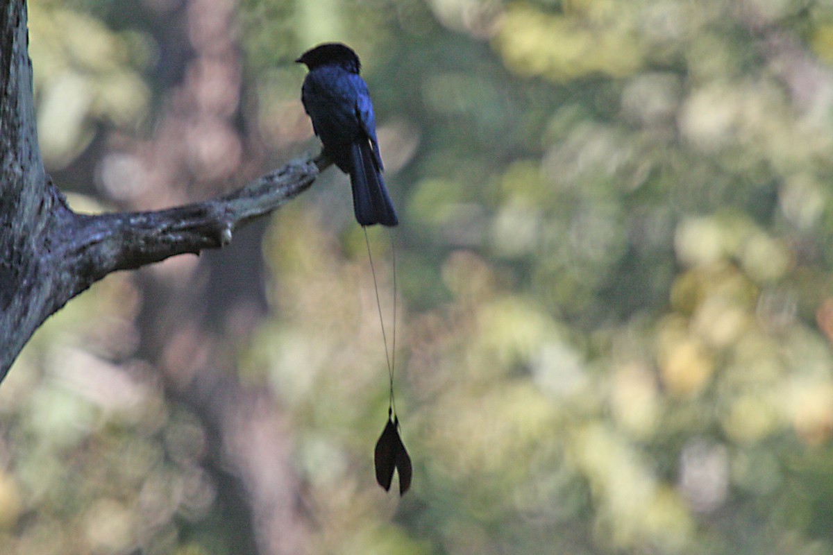Lesser Racket-tailed Drongo - ML579152401