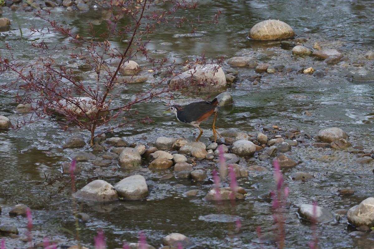 White-breasted Waterhen - HsuehHung Chang