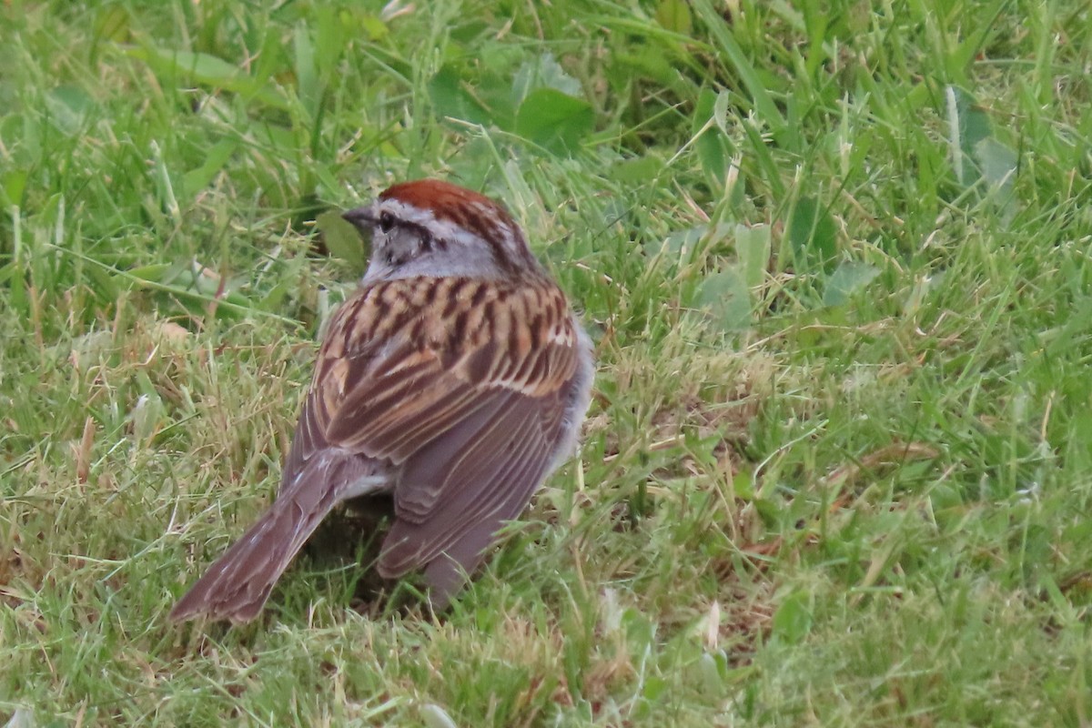 Chipping Sparrow - ML579162351