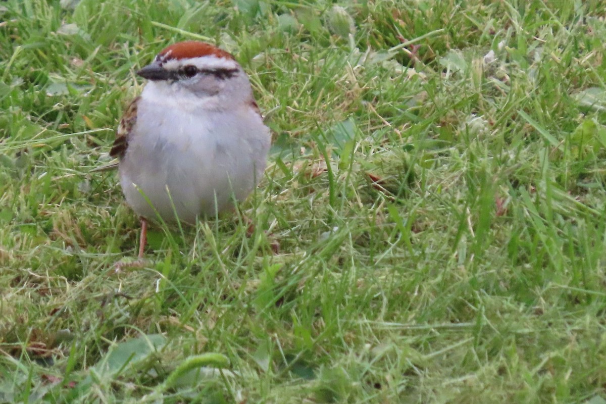 Chipping Sparrow - ML579162361