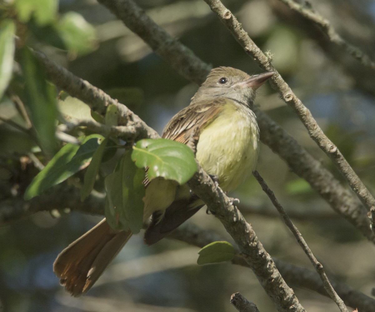 Great Crested Flycatcher - ML579168031