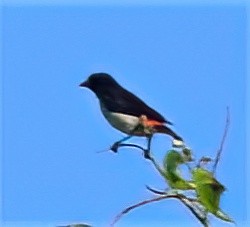 Red-chested Flowerpecker - ML579171641