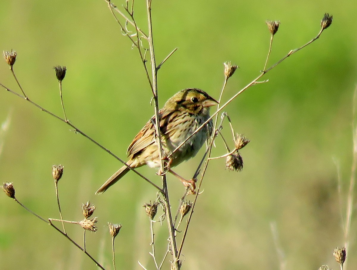 eBird Checklist 30 May 2023 Kettle Moraine SFOttawa Dog Trial