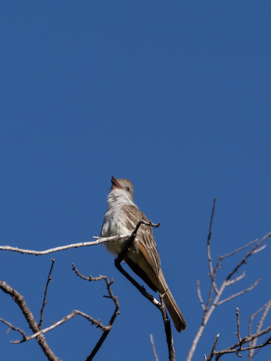 Ash-throated Flycatcher - ML579183511