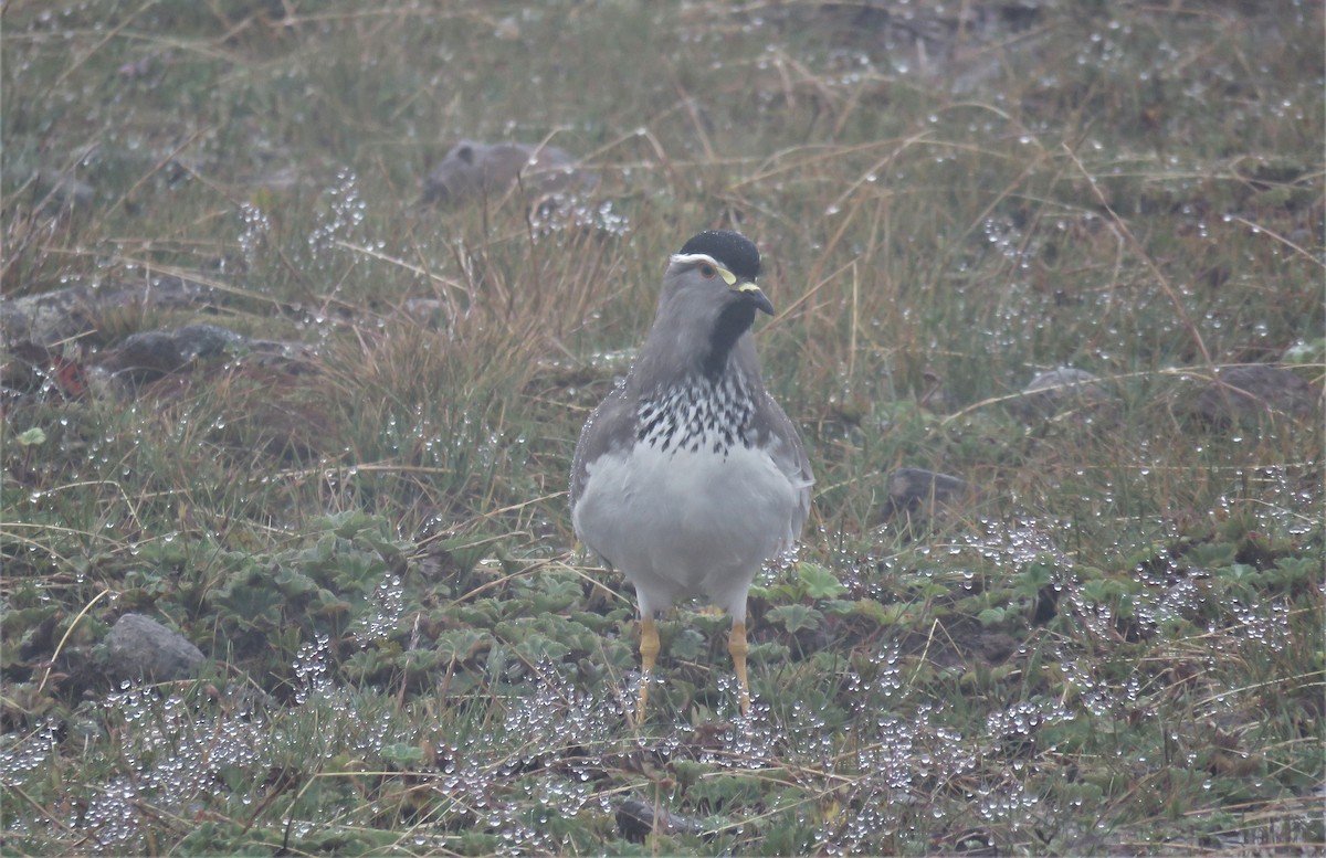 Spot-breasted Lapwing - ML579186411