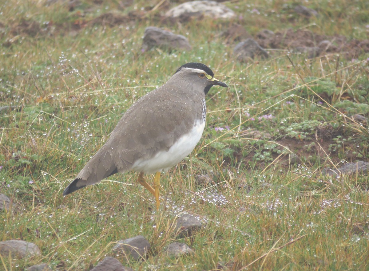 Spot-breasted Lapwing - ML579186421