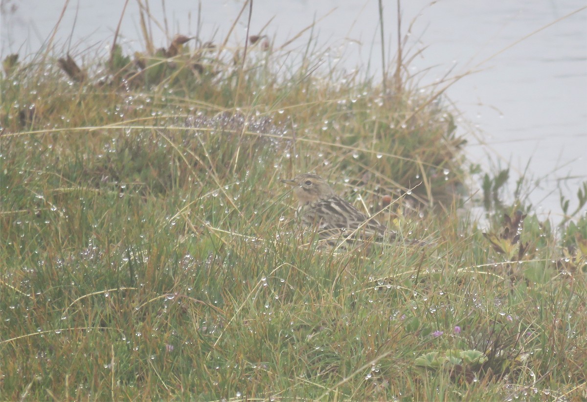 Red-throated Pipit - ML579186461
