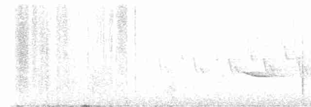 Дрізд-короткодзьоб плямистоволий - ML579187971