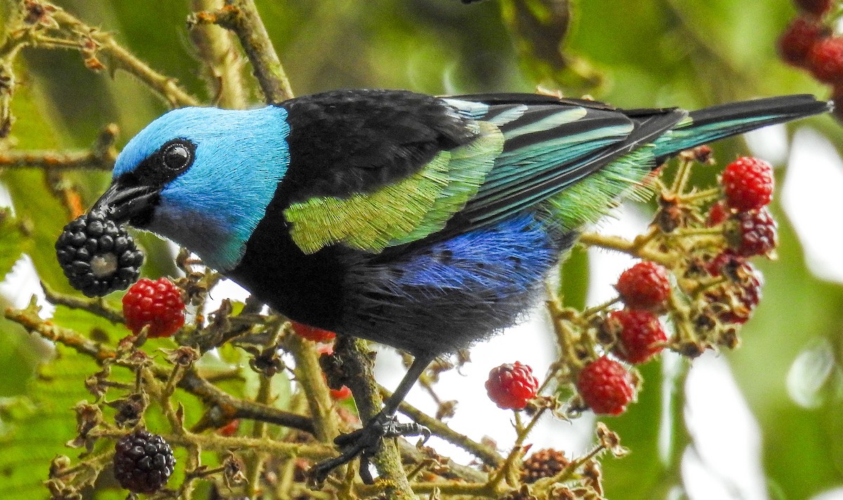 Blue-necked Tanager - ML57919091