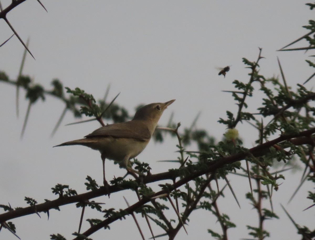 Common Reed Warbler - ML579191771