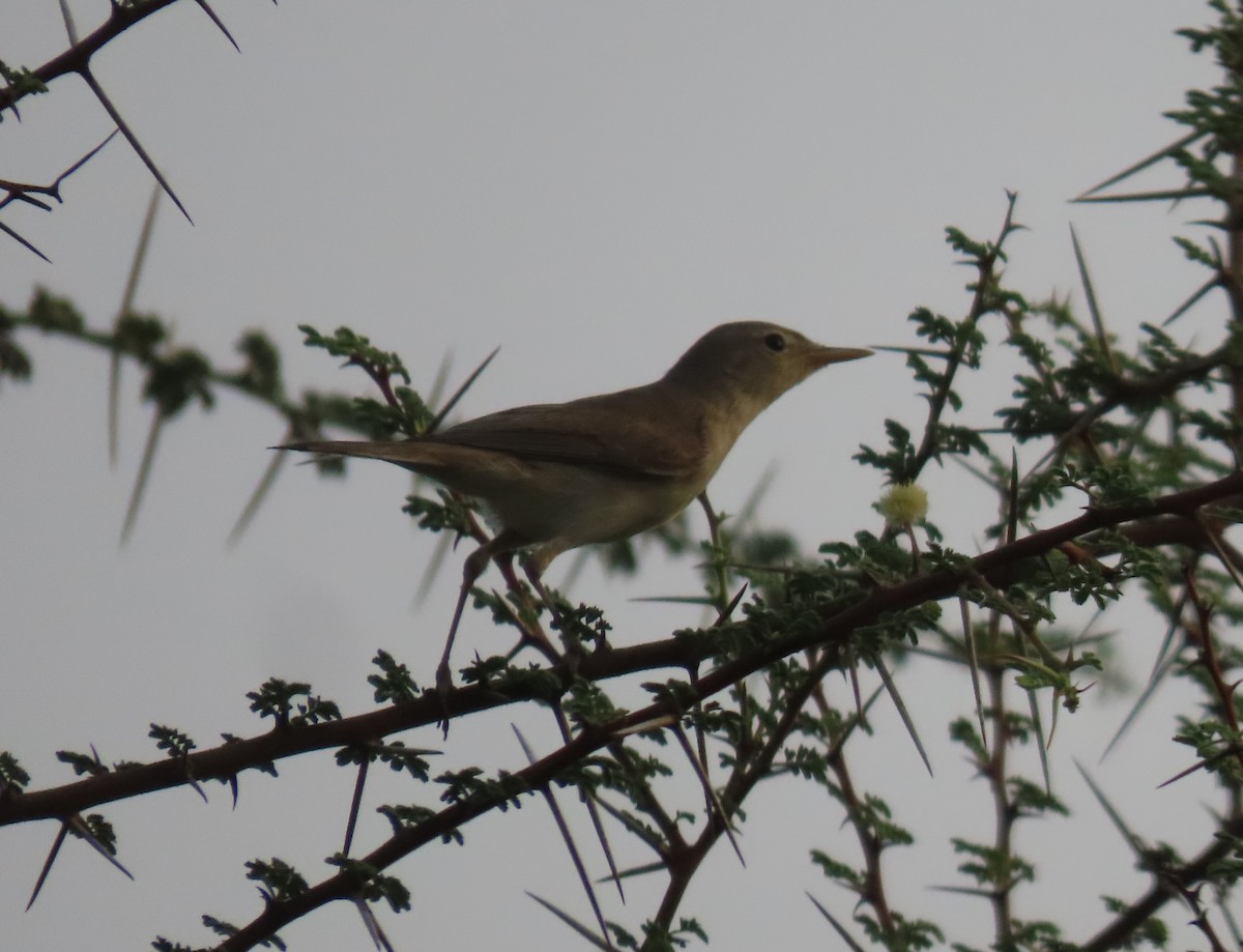 Common Reed Warbler - ML579191781