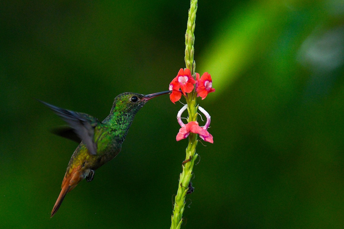 Rufous-tailed Hummingbird - Deborah Bifulco