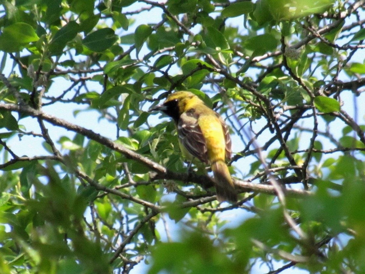 Orchard Oriole - ML579197951