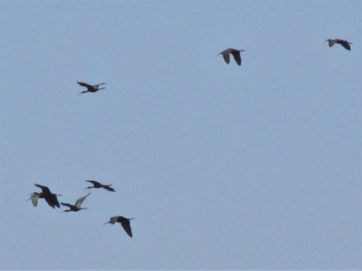 Glossy Ibis - ML579198561