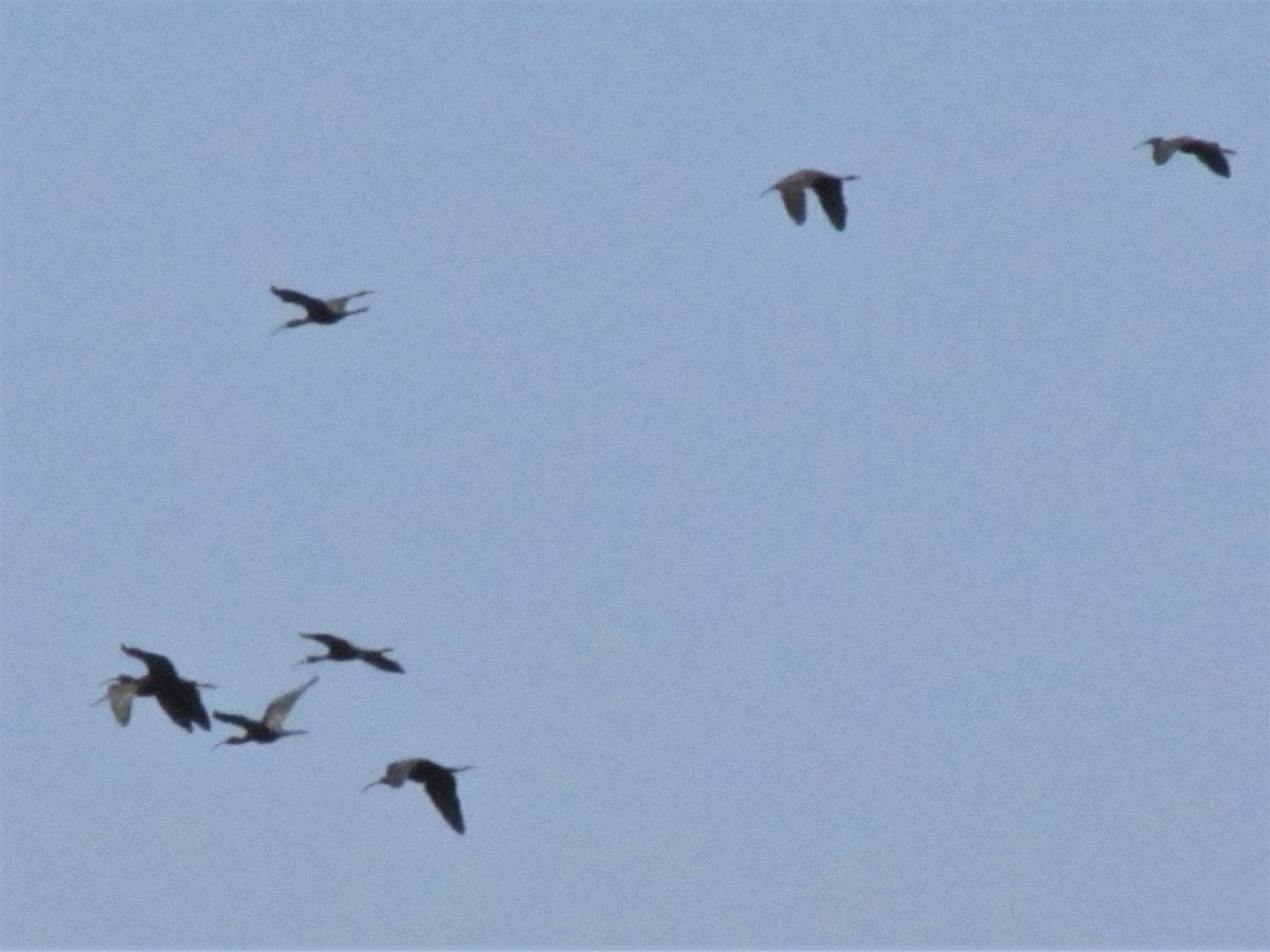 Glossy Ibis - James Teitgen