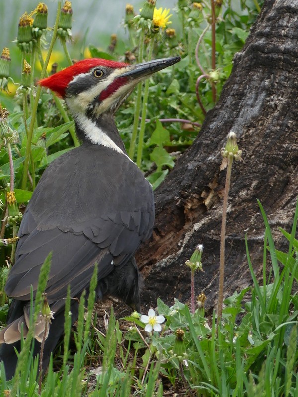 Pileated Woodpecker - Francine Claveau