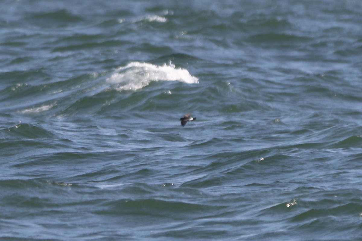 黃蹼洋海燕 - ML579200281