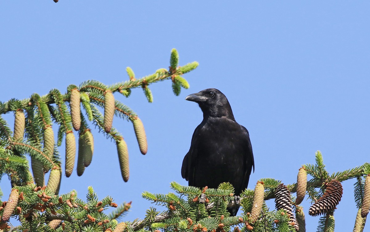 Corvus sp. (crow sp.) - ML579201521