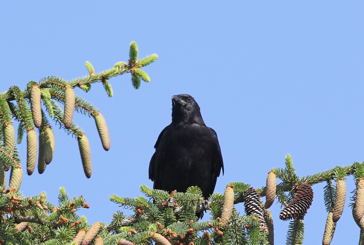 Corvus sp. (crow sp.) - ML579201531