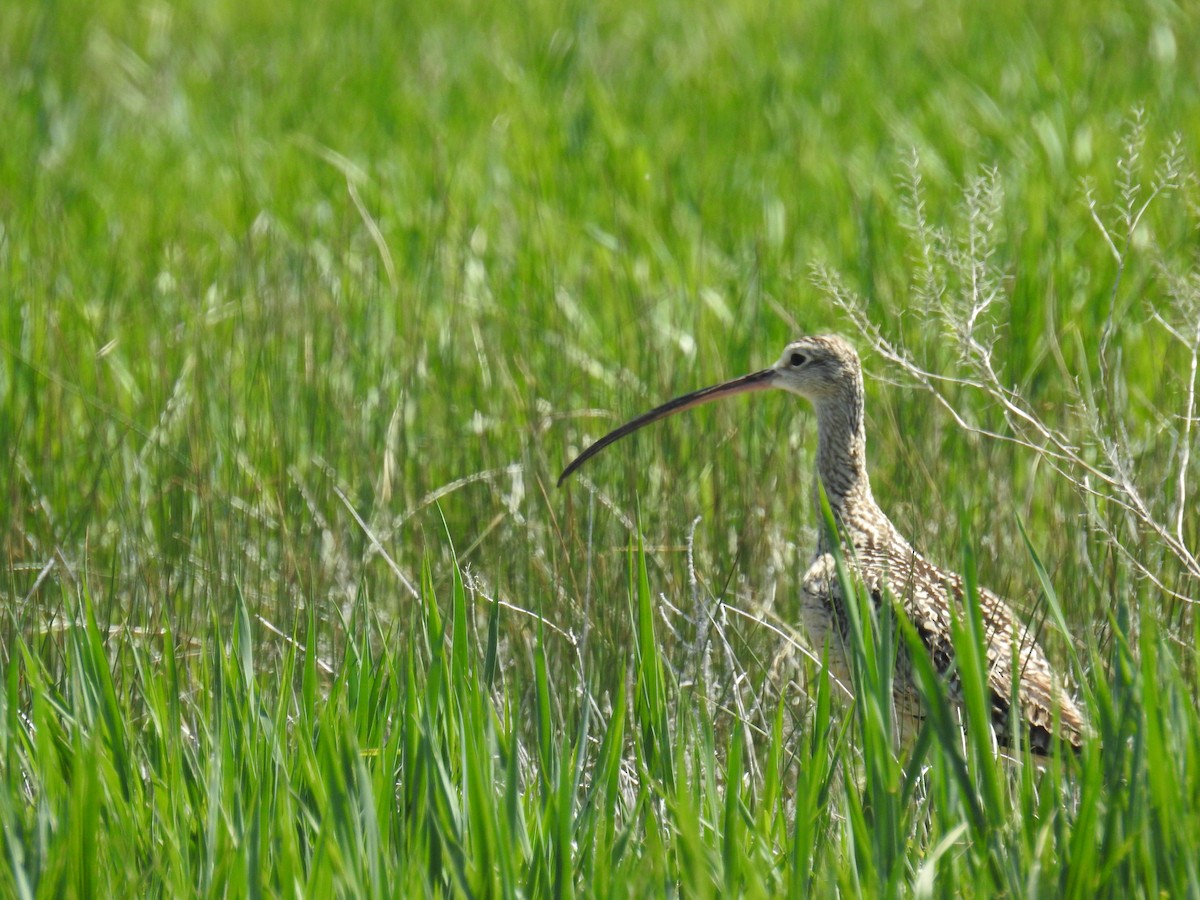 Long-billed Curlew - ML579203311