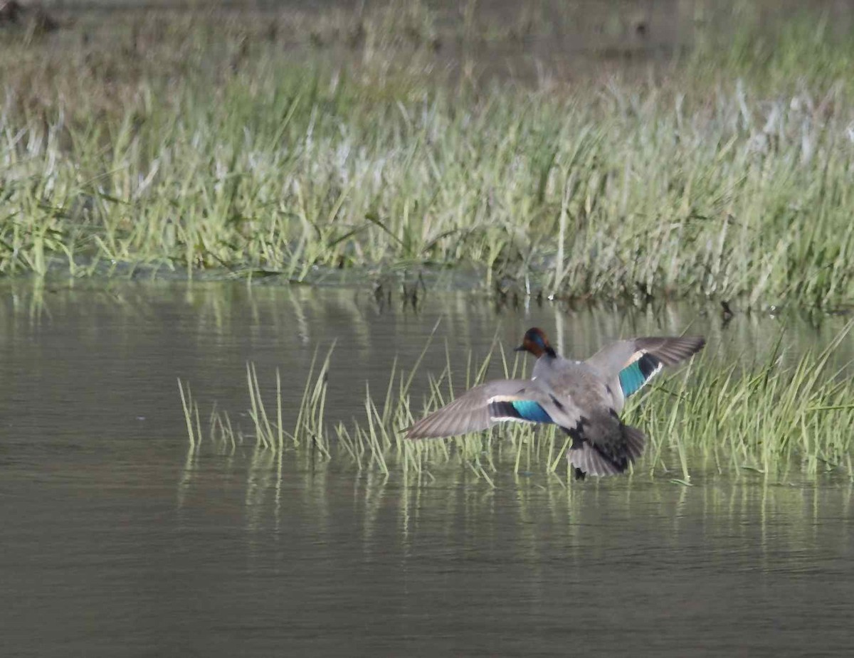 Green-winged Teal - Kaitlin Backlund