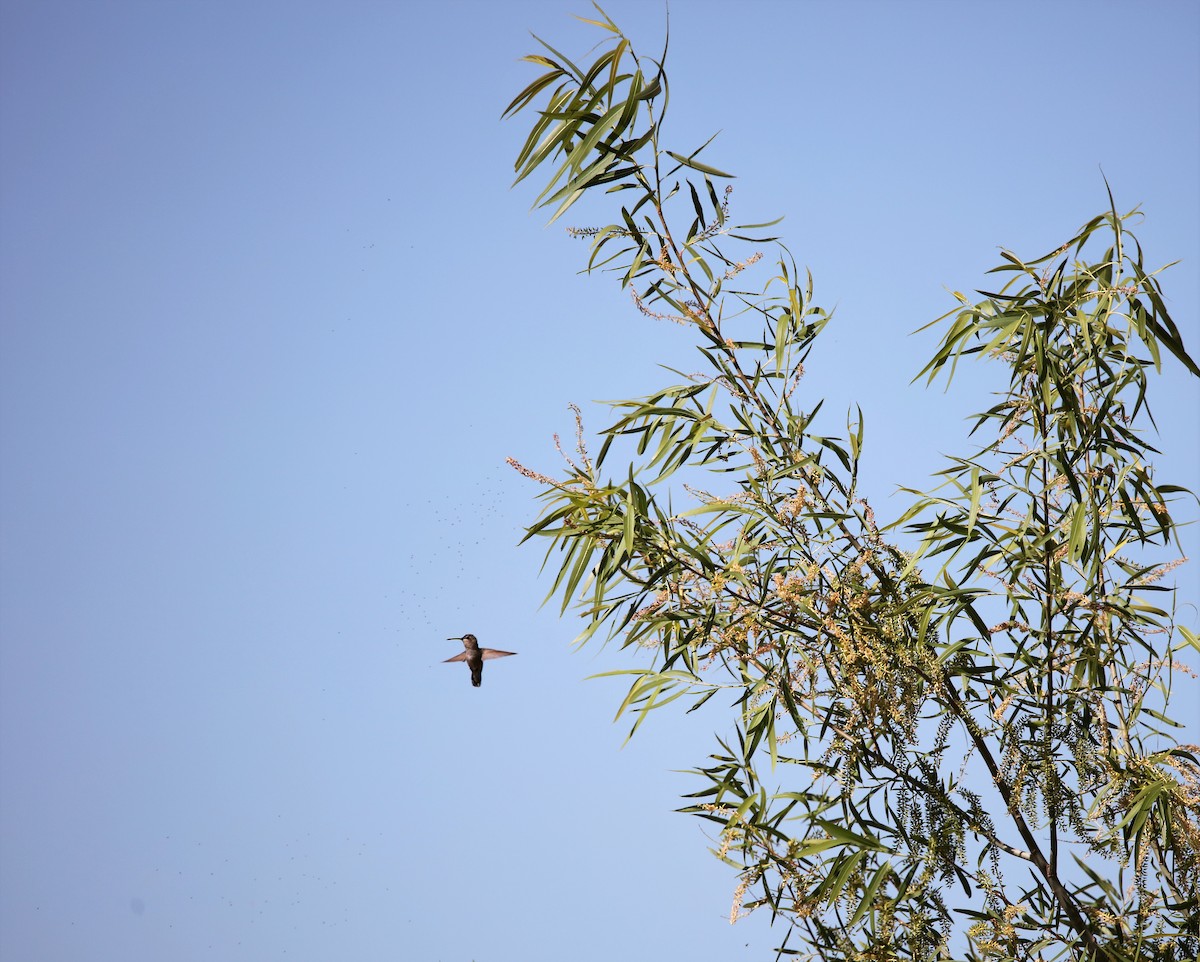 Costa's Hummingbird - ML579204071