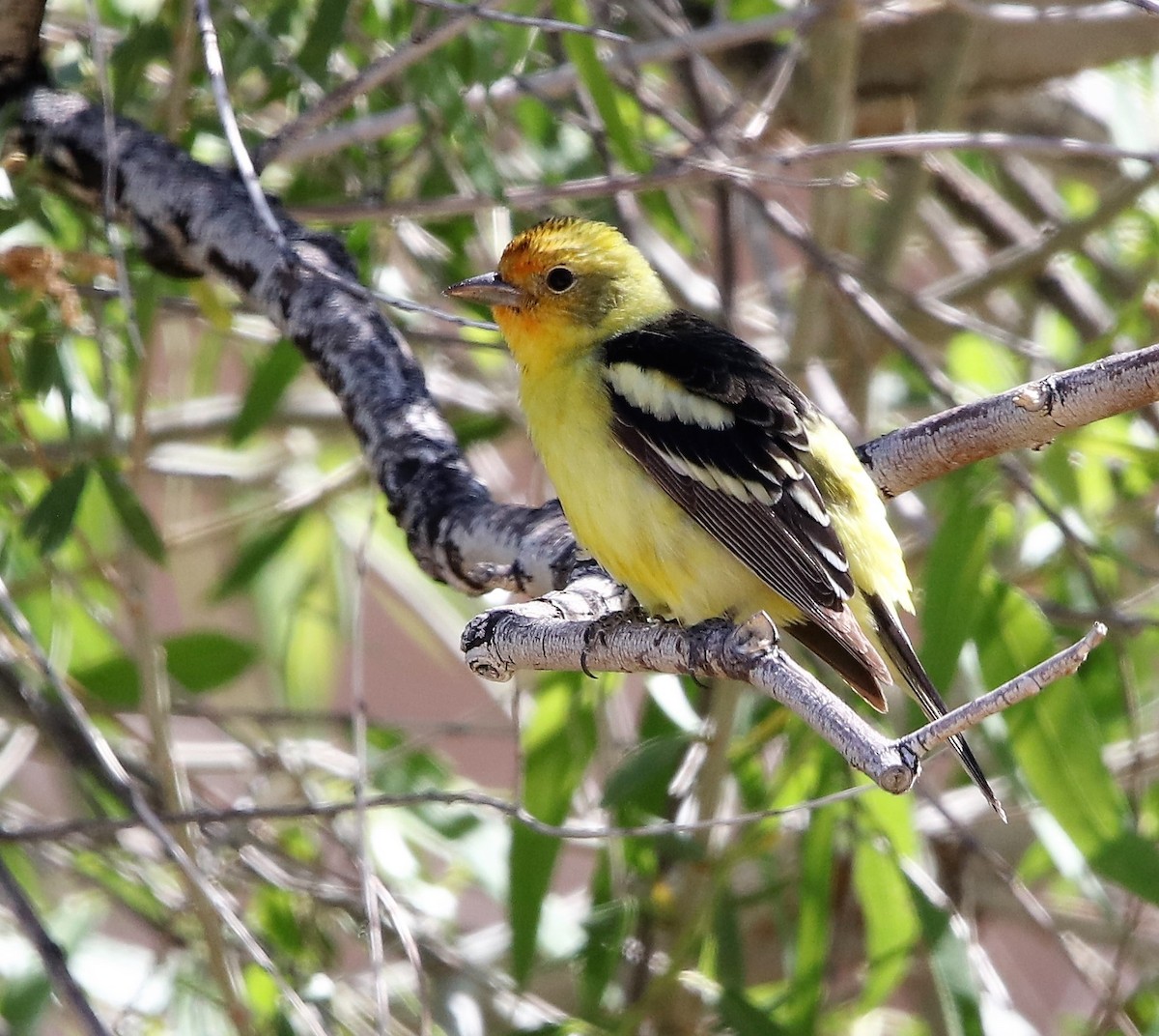 Western Tanager - ML579204281