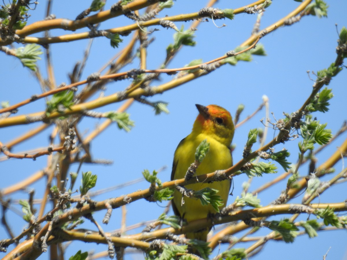 Western Tanager - ML579204691